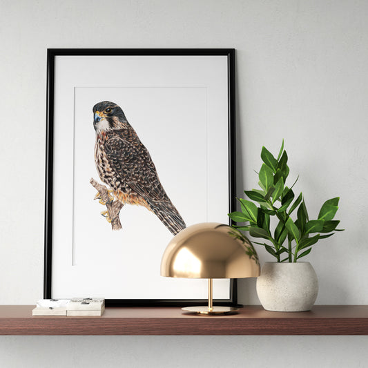 Falcon Bird Print