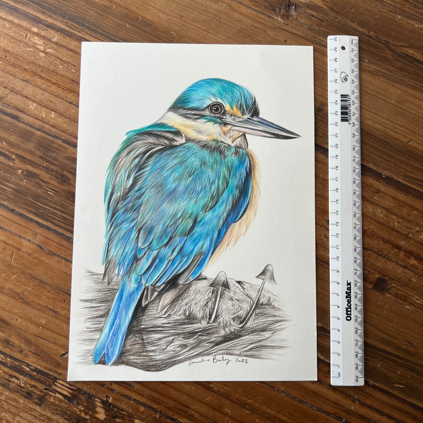 ORIGINAL Resting Kingfisher Drawing
