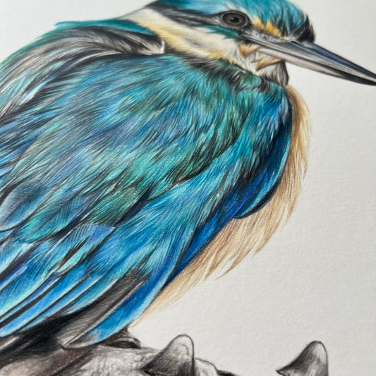 ORIGINAL Resting Kingfisher Drawing