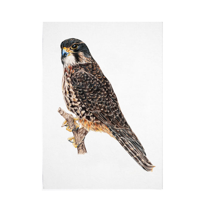 Falcon Bird Print