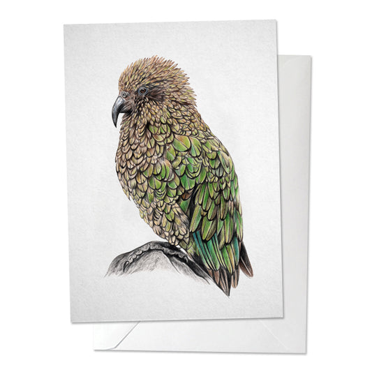 Kea/Alpine Parrot Bird Print