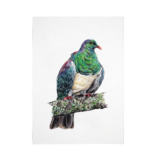 Kereru/ Wood Pigeon Bird Print