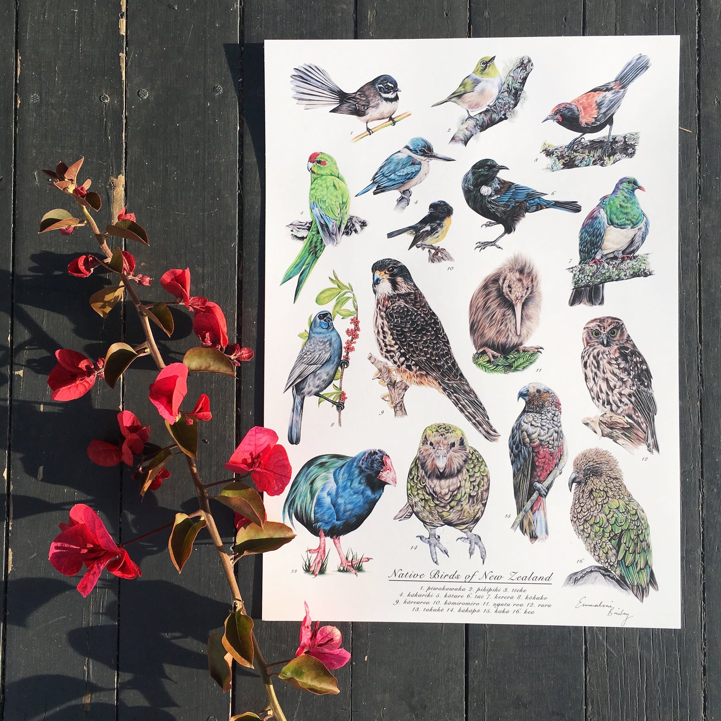 Native New Zealand Birds Print