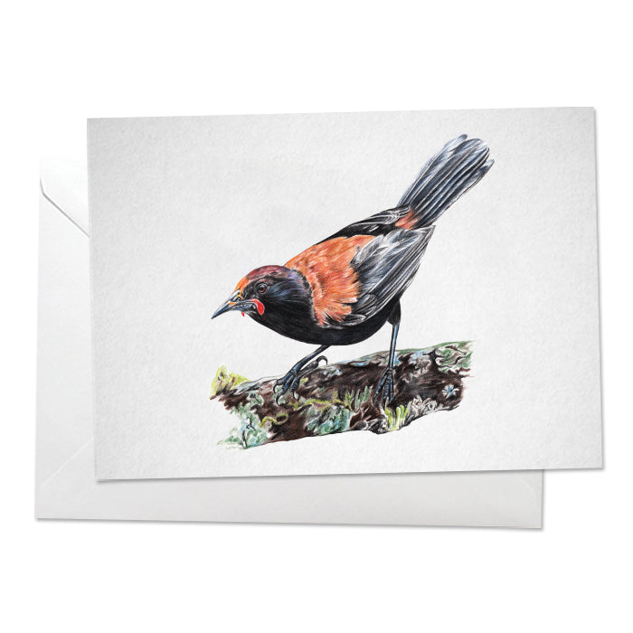 Saddleback Bird Print