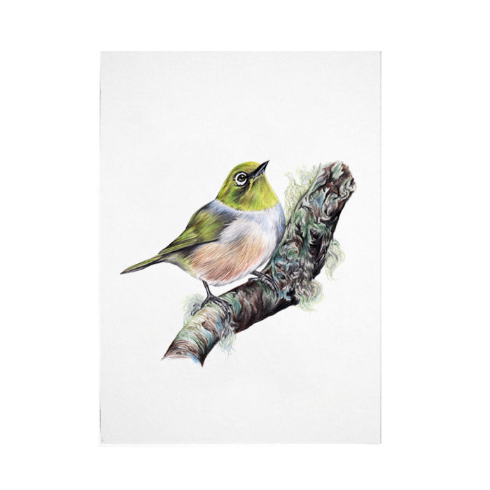 Waxeye Bird Print