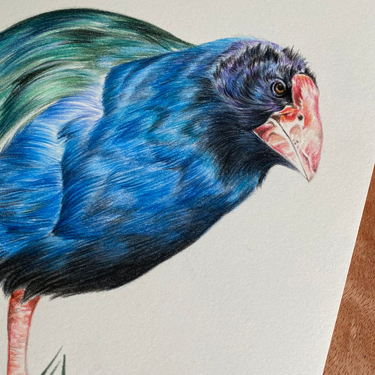SALE - Takahe ORIGINAL Colour Pencil Drawing