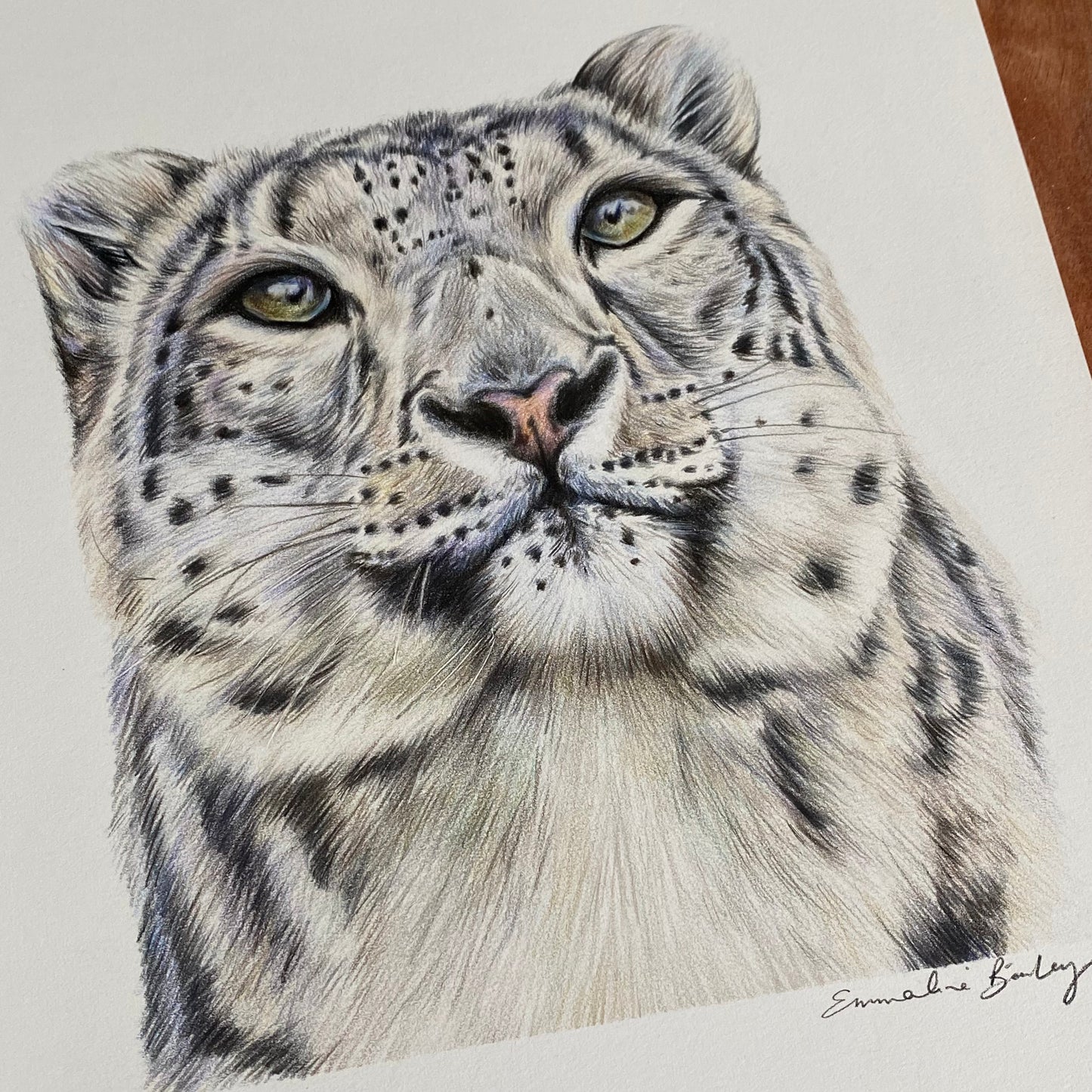 ORIGINAL Snow Leopard Drawing