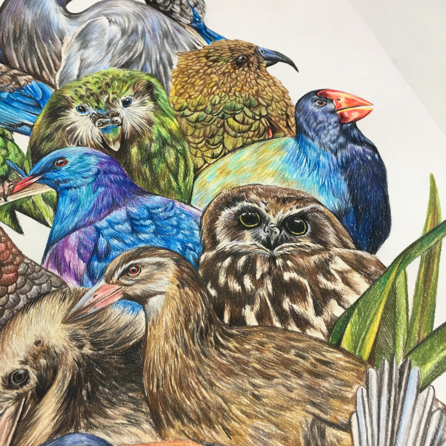 “Perchin” NZ Birds Print