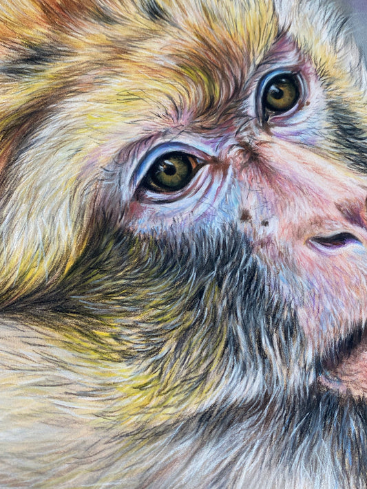 ORIGINAL Monkey Portrait in Pastels